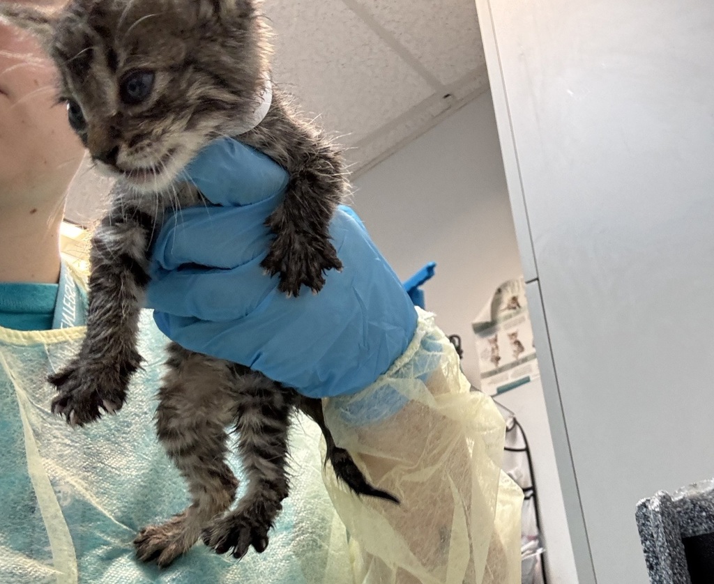 Shelter Stray Male Cat last seen Near Thwaites Place, BRONX, NY, 10467, 326 E 110th St, New York, NY 10029, USA