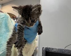 Shelter Stray Female Cat last seen Near Thwaites Place, BRONX, NY, 10467, 326 E 110th St, New York, NY 10029, USA