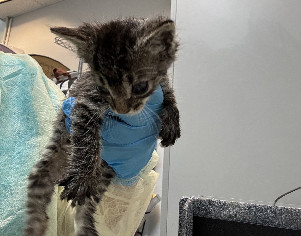 Shelter Stray Female Cat last seen Near Thwaites Place, BRONX, NY, 10467, 326 E 110th St, New York, NY 10029, USA