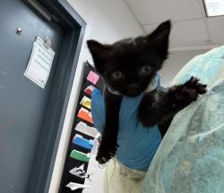 Shelter Stray Male Cat last seen Near Thwaites Place, BRONX, NY, 10467, 326 E 110th St, New York, NY 10029, USA