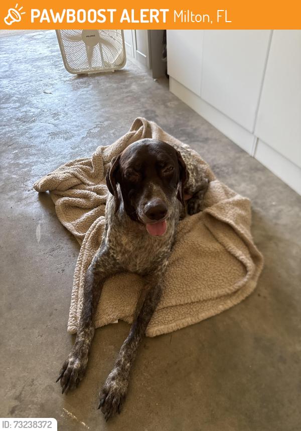 Found/Stray Female Dog last seen Buccaneer Circle and Flacon off Hamilton Bridge, Milton, FL 32570