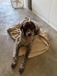 Found/Stray Female Dog last seen Buccaneer Circle and Flacon off Hamilton Bridge, Milton, FL 32570