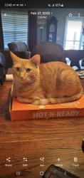 Reunited Male Cat last seen Phillips street, Franklin, KY 42134