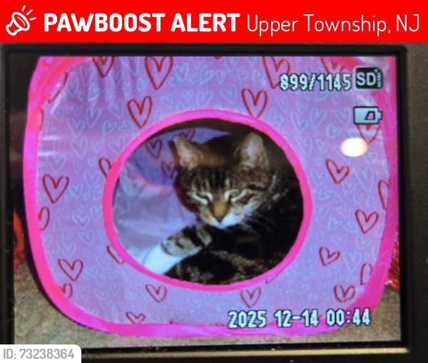 Lost Female Cat last seen Near Stagecoach Rd. Ocean View, NJ 08230, Upper Township, NJ 08230