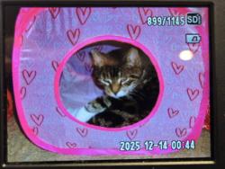 Lost Female Cat last seen Near Stagecoach Rd. Ocean View, NJ 08230, Upper Township, NJ 08230