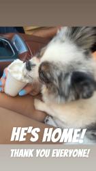 Reunited Male Dog last seen Between west Walmart and HEB, Odessa, TX 79763