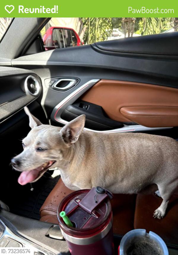 Reunited Female Dog last seen Ne 9th ave and ne 32nd ct, Pompano Beach, FL 33064