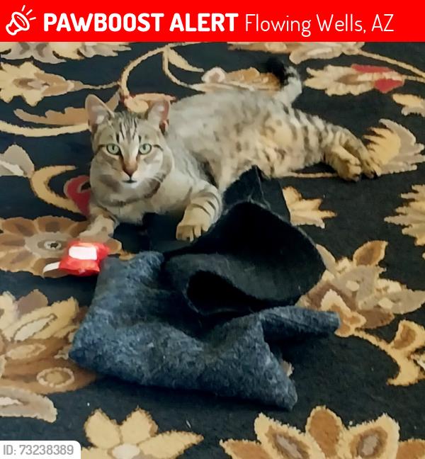 Lost Male Cat last seen LaCholla/River, Flowing Wells, AZ 85705