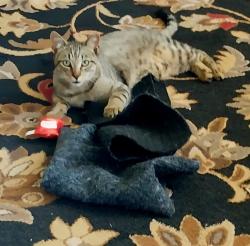 Lost Male Cat last seen LaCholla/River, Flowing Wells, AZ 85705