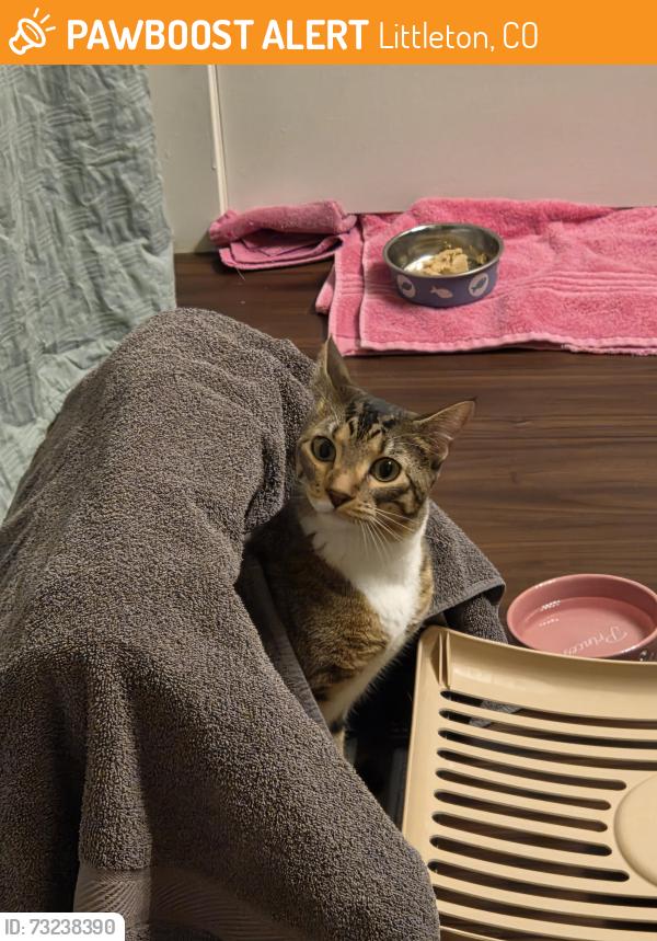 Surrendered Unknown Cat last seen Shaffer Parkway and Ken Caryl Cir, Littleton, CO 80127