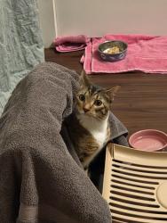 Found/Stray Unknown Cat last seen Shaffer Parkway and Ken Caryl Cir, Littleton, CO 80127