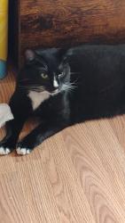 Reunited Female Cat last seen Don Tyson / S Thompson, Springdale, AR 72764