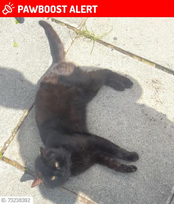 Lost Male Cat last seen Ballyholland, Newry, Mourne and Down, Northern Ireland 