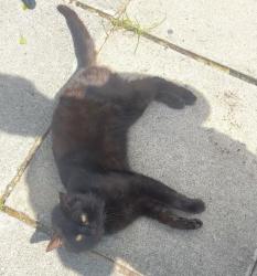 Lost Male Cat last seen Ballyholland, Newry, Mourne and Down, Northern Ireland 