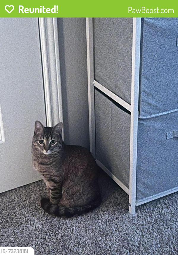 Reunited Female Cat last seen Virginia Pine and Hebron, Carrollton, TX 75007