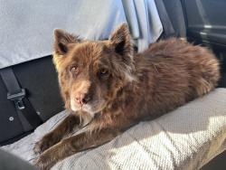 Found/Stray Unknown Dog last seen Edgewater street Salem, OR, Salem, OR 97304