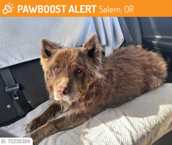 Found/Stray Unknown Dog last seen Edgewater street Salem, OR, Salem, OR 97304