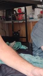 Reunited Male Cat last seen Don Tyson / S Thompson, Springdale, AR 72764