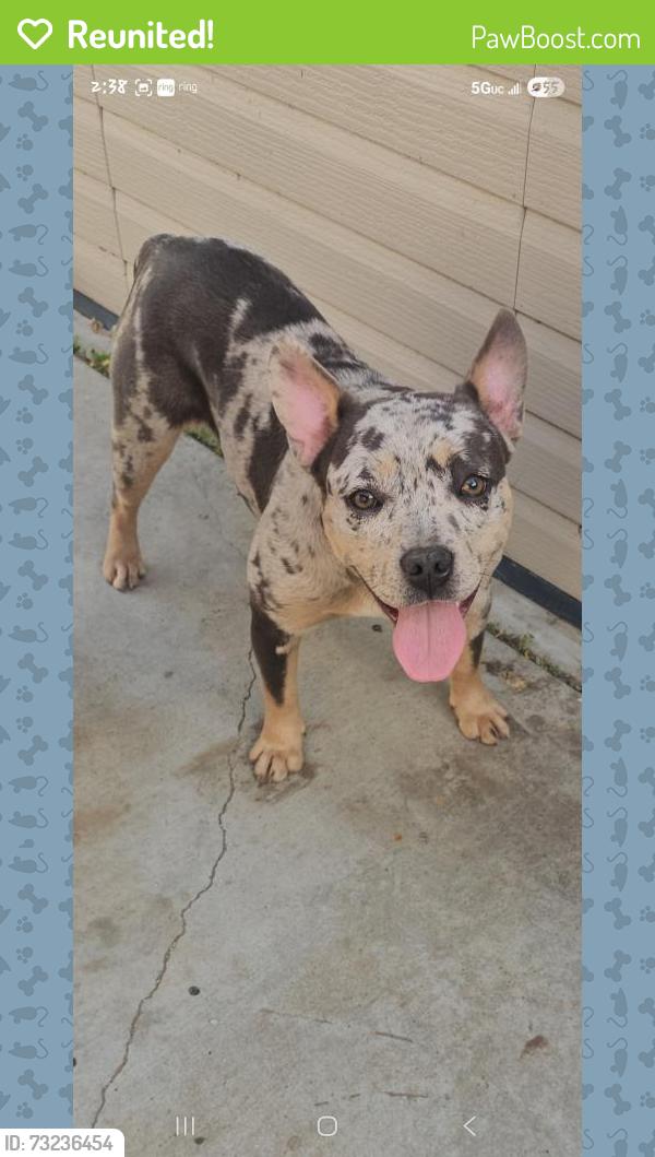 Reunited Female Dog last seen Amhurst and Churchill, Riverside, CA 92503