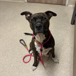 Shelter Stray Female Dog last seen , 54687 Co Rd 19, Bristol, IN 46507, USA