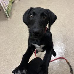 Shelter Stray Male Dog last seen , 54687 Co Rd 19, Bristol, IN 46507, USA