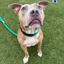 Shelter Stray Male Dog last seen , Animal Care & Control Team of Philly, 111 W Hunting Park Ave, Philadelphia, PA 19140, USA