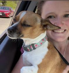 Lost Female Dog last seen South Hill, 98374 off 122nd and 145th ish, South Hill, WA 98373