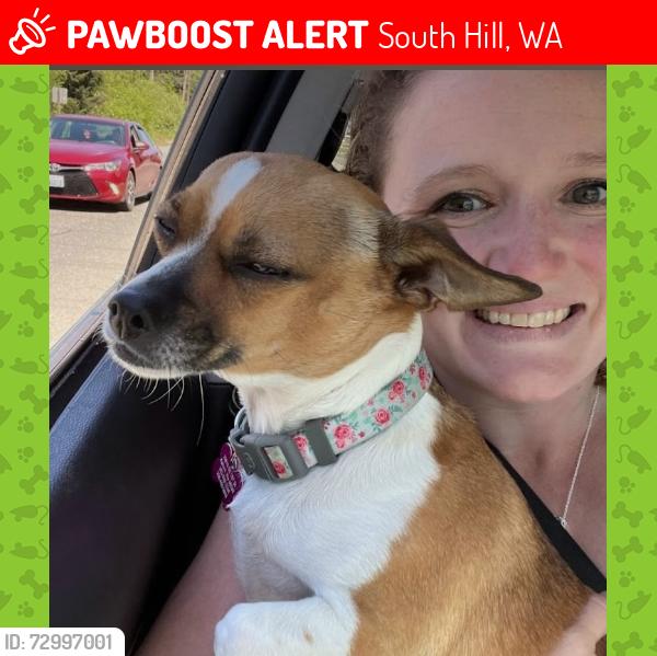 Lost Female Dog last seen South Hill, 98374 off 122nd and 145th ish, South Hill, WA 98373