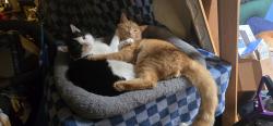 Lost Male Cat last seen W, Boulder and S, Jefferson St. Nederland Colorado, Nederland, CO 80466