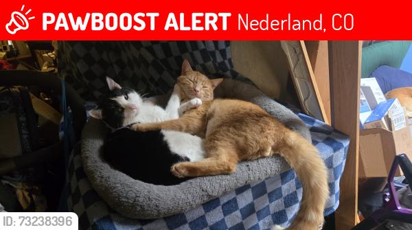 Lost Male Cat last seen W, Boulder and S, Jefferson St. Nederland Colorado, Nederland, CO 80466