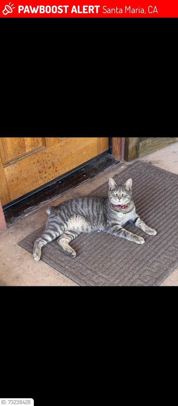 Lost Female Cat last seen Hummel, Santa Maria, CA 93455