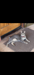 Lost Female Cat last seen Hummel, Santa Maria, CA 93455