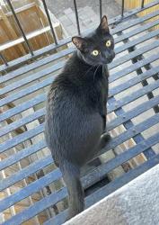 Lost Male Cat last seen Near street between third and fourth avenue, Brooklyn, NY 11232