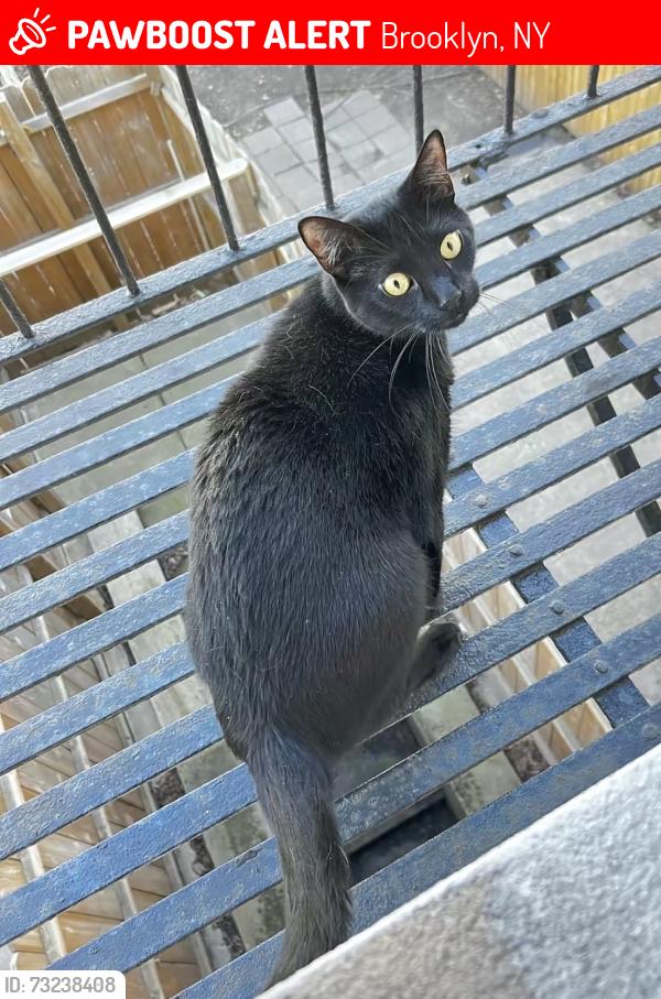Lost Male Cat last seen Near street between third and fourth avenue, Brooklyn, NY 11232