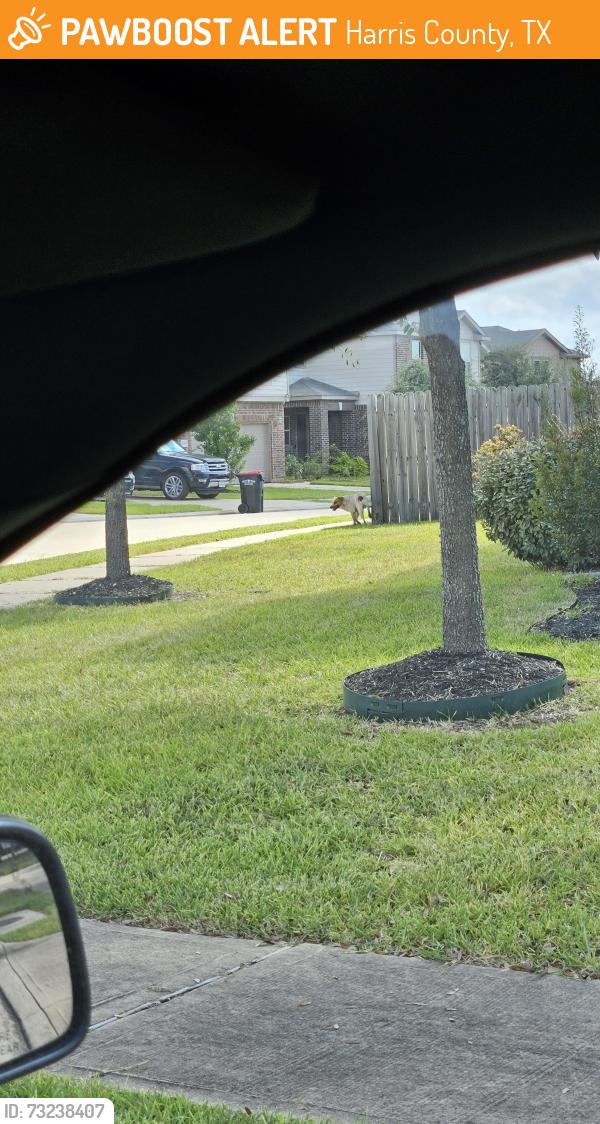 Found/Stray Male Dog last seen Roaming the KB neighborhood, Harris County, TX 77493