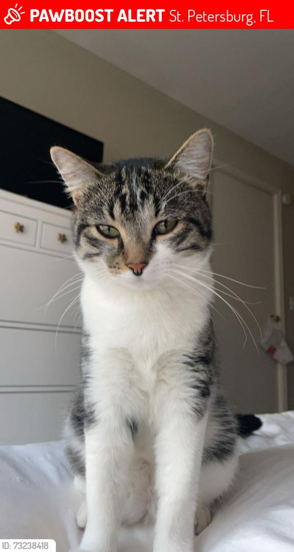 Lost Male Cat last seen Maggiore lake, St. Petersburg, FL 33705