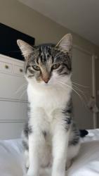 Lost Male Cat last seen Maggiore lake, St. Petersburg, FL 33705