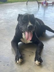 Found/Stray Male Dog last seen Ranch Road New Waverly Tx, Walker County, TX 77358