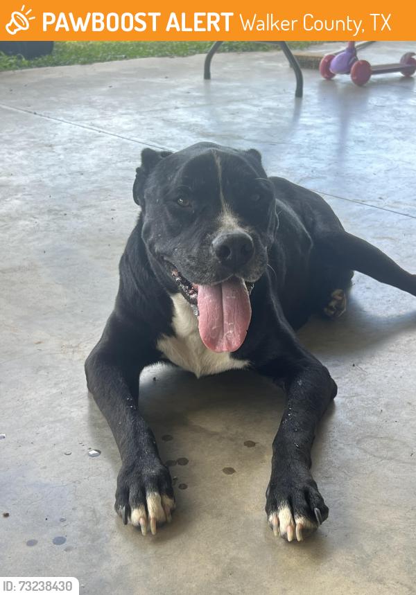 Found/Stray Male Dog last seen Ranch Road New Waverly Tx, Walker County, TX 77358