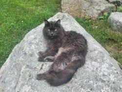 Lost Female Cat last seen market basket, Bellingham, MA 02019