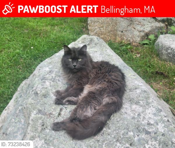 Lost Female Cat last seen market basket, Bellingham, MA 02019