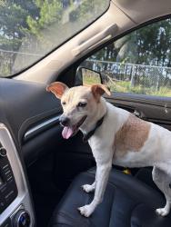 Found/Stray Female Dog last seen Near the school and the new home construction, Newton County, GA 30016