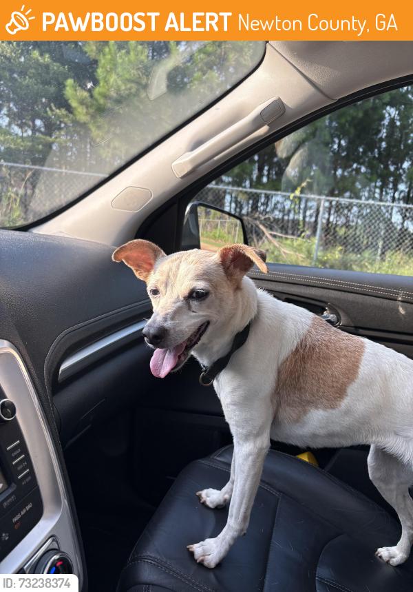 Found/Stray Female Dog last seen Near the school and the new home construction, Newton County, GA 30016