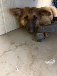 Found/Stray Unknown Dog last seen Coachella CA, Desert Hot Springs, CA 92240