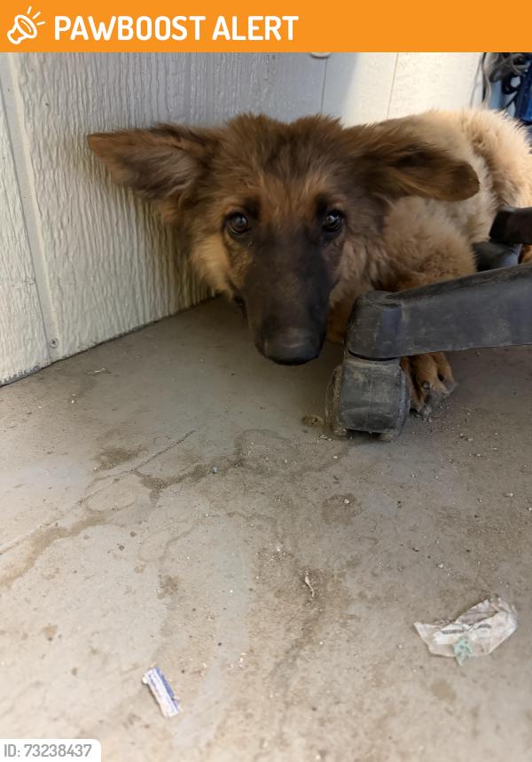 Found/Stray Unknown Dog last seen Coachella CA, Desert Hot Springs, CA 92240