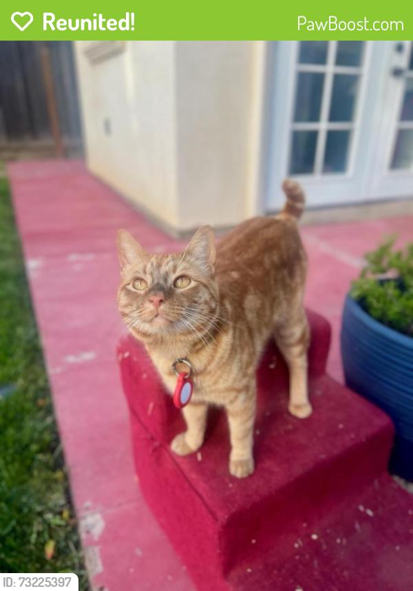 Reunited Male Cat last seen Spady st., Fremont, CA 94538