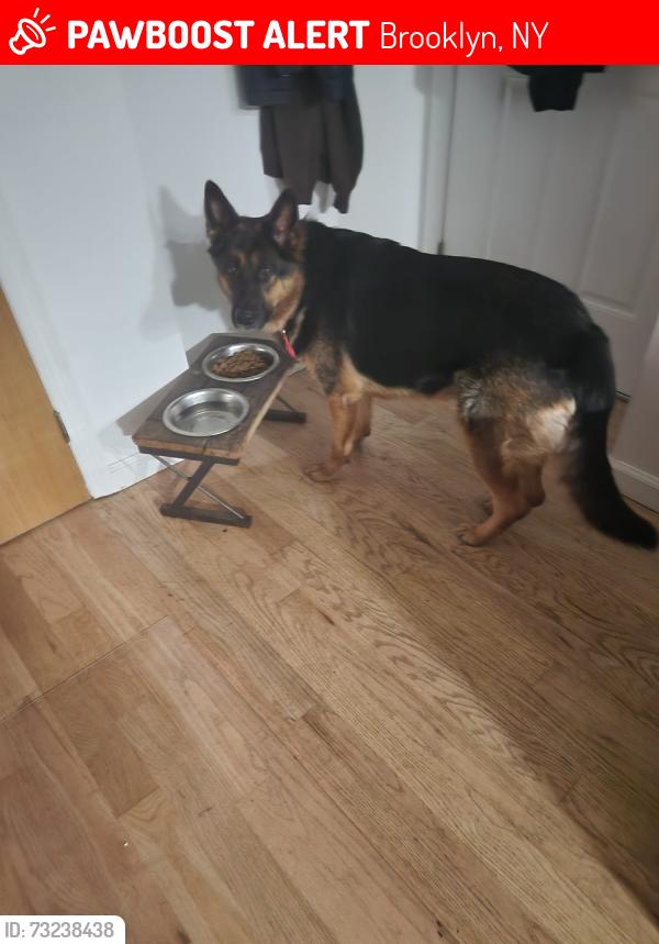 Lost Female Dog last seen Liberty ave between jermone and warwick, Brooklyn, NY 11207