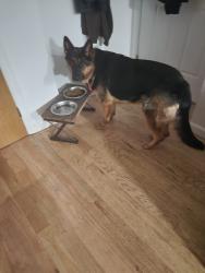 Lost Female Dog last seen Liberty ave between jermone and warwick, Brooklyn, NY 11207