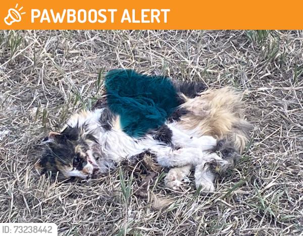 Found/Stray Unknown Cat last seen Lone Peak Dr, North Turkey Creek, CO 80439