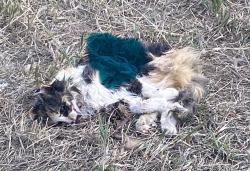Found/Stray Unknown Cat last seen Lone Peak Dr, North Turkey Creek, CO 80439
